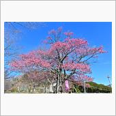 土肥桜巡りと西伊豆から見る富 ...