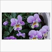 ２月１６日、おはようございま ...