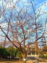 別所沼公園の河津桜　現状！