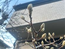 本日も乙乙サマンサー寒気と春も近し…