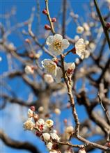 朝一から、大阪城梅林で写活を