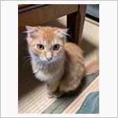 明日は【ネコの日】