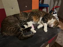 親分と子分は