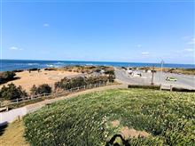 下関市 角島灯台の水仙を 見に行ってきました。