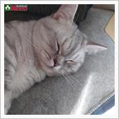 2月22日は「猫の日」　にゃ ...
