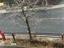 雪が降ってる