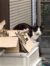 ねこの日は・・・