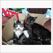 飼ってやっと判った・・・猫が ...