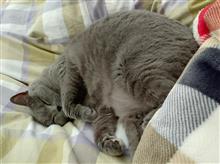 今年の猫の日🐱なつめ9歳の誕生日♪
