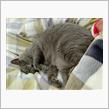 今年の猫の日🐱なつめ9歳の誕生日♪