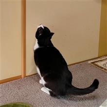 ハントしよう