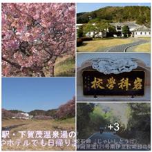 日本一のマーガレット / 駿河湾の美しい海 🌸
