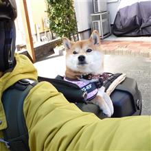 バイク犬本格化！慣らし運転＃３