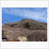 春・花の見ごろを探して（幕山 ...