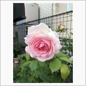バラに殺虫・殺菌剤散布