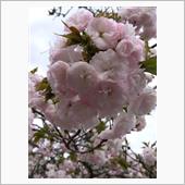 昨年の画像ですが梅も桜も〜♥ ...