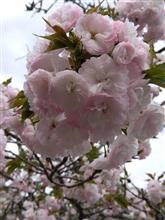 昨年の画像ですが梅も桜も〜♥2/25(火曜日)