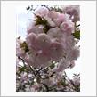 昨年の画像ですが梅も桜も〜♥2/25(火曜日)