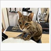 ニャアちゃんの認識力
