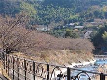 河津桜は未だでした～(ﾉД`)ｼｸｼｸ