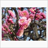 梅は咲いたか　桜はまだかいな♪