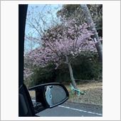 多分河津桜かな？