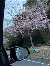 多分河津桜かな？