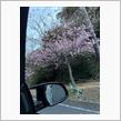 多分河津桜かな？
