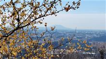 羽黒山で蝋梅