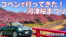 【コペン】河津桜まつり　Pさんと伊豆半島へお花見ドライブに行ってきた