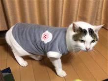 今日のまゆげ😺新しい服を買ってもらったニャー😽