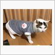 今日のまゆげ😺新しい服を買ってもらったニャー😽
