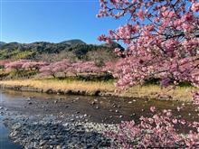 3/1 本日の河津桜🌸