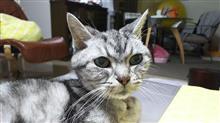 2025年2月の猫神様の日