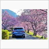 河津桜の咲く伊豆半島・富士へ ...