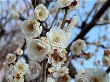 いつの間にか梅も満開