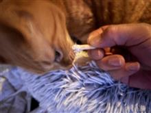 ふれあい歯磨き　みかん