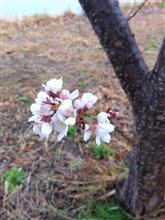 公園で「桜」ひと枝咲いてました3/5（水曜日）