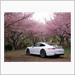 休もう！９９１で伊豆・河津桜へ