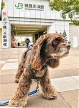ボブ ４つ目の駅を 踏破