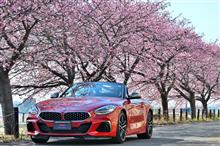 地元の河津桜を撮りにごく近場でのドライブへ