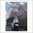 河津桜🌸がキレイだったので