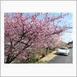 パナメーラＭＴで鋸南・頼朝桜へ