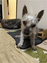 愛犬グラン君、永眠・・・