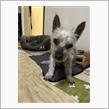 愛犬グラン君、永眠・・・