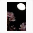 夜桜お七(笑)