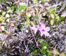 芽吹き。