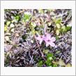 芽吹き。