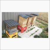 蜜蜂の巣箱に ハチミツを塗布