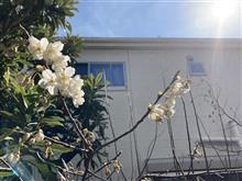 春ですね〜♪